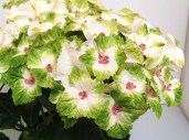 Hydrangea Magical NoblesseBL C3.5 (2)